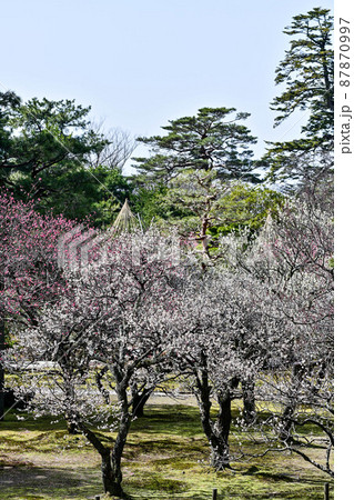 梅が見頃の兼六園 梅が見頃の兼六園 87870997
