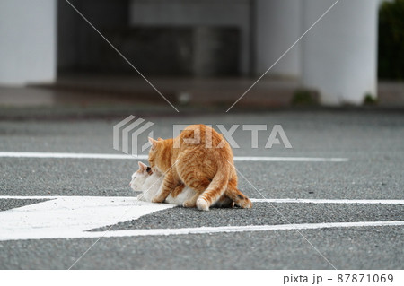 春の訪れ 盛りが付いた一歳になる野良猫の可愛い兄妹の戯れ 春の訪れ 盛りが付いた一歳になる野良猫の可愛い兄妹の戯れ 87871069