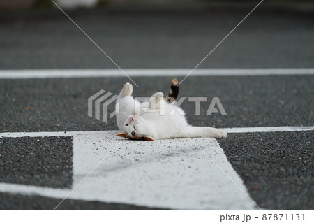 春の訪れ　盛りが付いた一歳になる野良猫の可愛い兄妹の戯れ 87871131