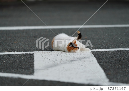 春の訪れ　盛りが付いた一歳になる野良猫の可愛い兄妹の戯れ 87871147