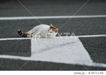 春の訪れ　盛りが付いた一歳になる野良猫の可愛い兄妹の戯れ 87871149