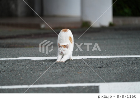 春の訪れ　盛りが付いた一歳になる野良猫の可愛い兄妹の戯れ 87871160