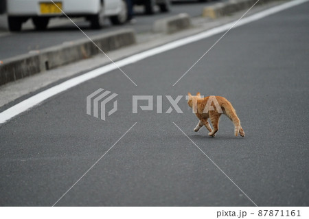春の訪れ　盛りが付いた一歳になる野良猫の可愛い兄妹の戯れ 87871161