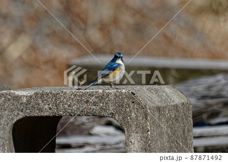 幸せの青い鳥　ルリビタキ♂ 87871492