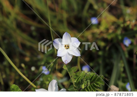 日本の早春の野原に咲く白い星型の花韮の花 日本の早春の野原に咲く白い星型の花韮の花 87871805