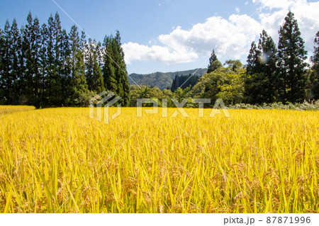 田舎の風景　金色の稲穂 87871996