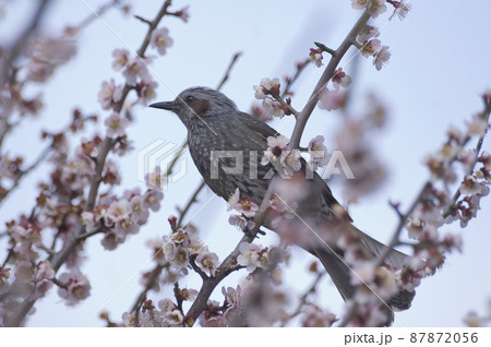 ヒヨドリとウメの花 ヒヨドリとウメの花 87872056