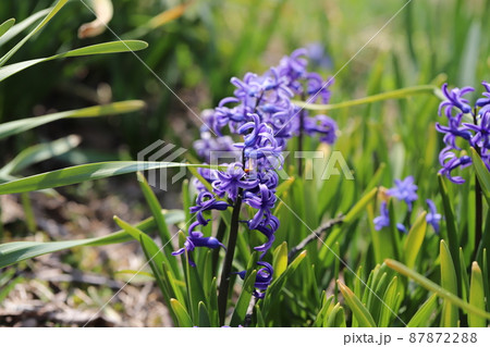 早春の日本の公園に咲くヒヤシンスの紫色の花 早春の日本の公園に咲くヒヤシンスの紫色の花 87872288