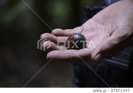ボルネオ島の固有種 大きなダンゴムシ ボルネオ島の固有種 大きなダンゴムシ 87872347