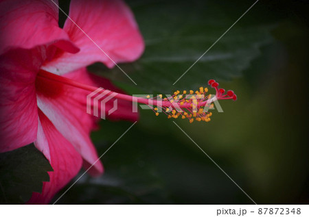 ボルネオ島の花は鮮やかなハイビスカス ボルネオ島の花は鮮やかなハイビスカス 87872348