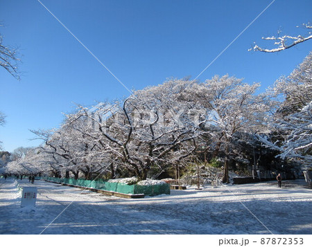 上野公園、雪の翌朝 87872353