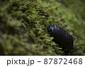 ボルネオ島の固有種の昆虫　ネッタイタマヤスデ 87872468