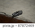 ボルネオ島の固有種の蝶々はミスジチョウ 87872469