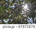 インドのブッタガヤでのお祈り　菩提樹の緑と太陽 87872678