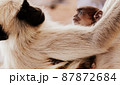 インドのブッタガヤで見つけたサルの親子 87872684