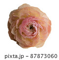 ピンクのラナンキュラスの花を切り抜き 87873060