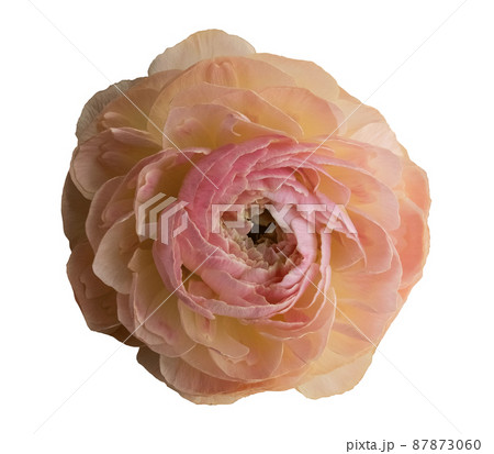 ピンクのラナンキュラスの花を切り抜きのイラスト素材