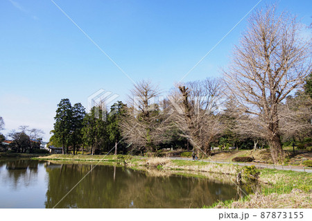 鎌倉殿の執権北条市ゆかりの神奈川県横浜市金沢区称名寺の早春 鎌倉殿の執権北条市ゆかりの神奈川県横浜市金沢区称名寺の早春 87873155