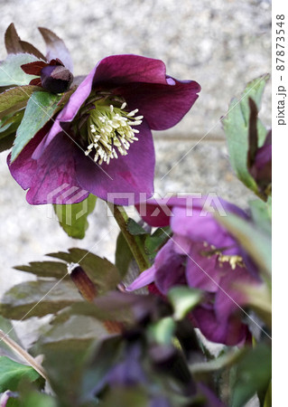 春に咲いた紫色のクリスマスローズ 87873548