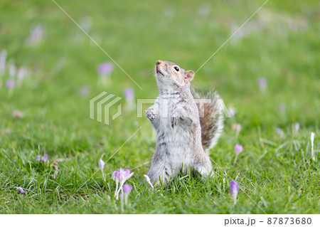 Eastern grey squirrel  standing up on its hind legs in green grass with crocus 87873680