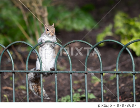 Close up of a grey squirrel on a metal fence in a park 87873687
