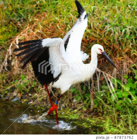 コウノトリ コウノトリ 87873762