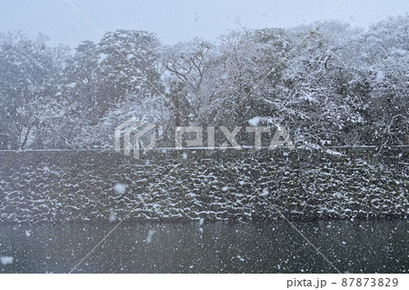 国宝彦根城内堀の猛吹雪と桜の木 87873829