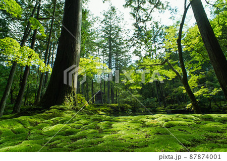 京都 西芳寺（苔寺）の奇跡の庭の写真素材 [87874001] - PIXTA