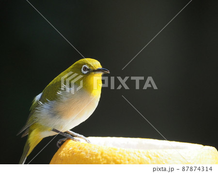 分担のお風呂に入りくつろぐように見えるメジロ 分担のお風呂に入りくつろぐように見えるメジロ 87874314