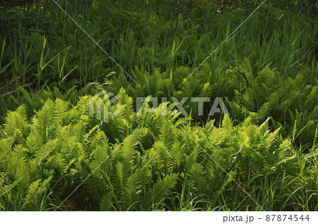 夏の志賀高原 武具脱の池の植物 夏の志賀高原 武具脱の池の植物 87874544