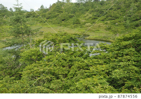 夏の志賀高原 武具脱の池の植物 夏の志賀高原 武具脱の池の植物 87874556