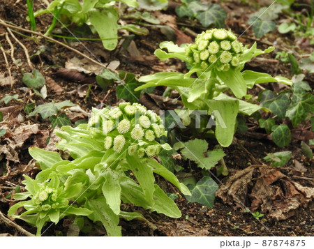 春になり顔を出した「フキノトウ」 87874875