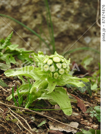 春になり顔を出した「フキノトウ」 87874876