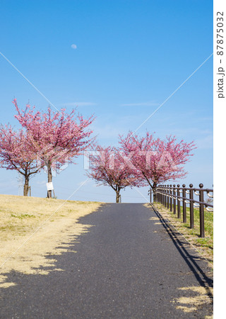 日本の風景「河津桜」 日本の風景「河津桜」 87875032