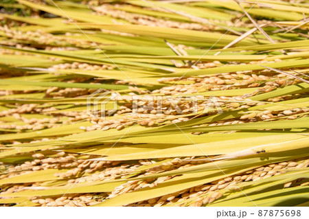 収穫後の綺麗な稲穂　日本の米 87875698