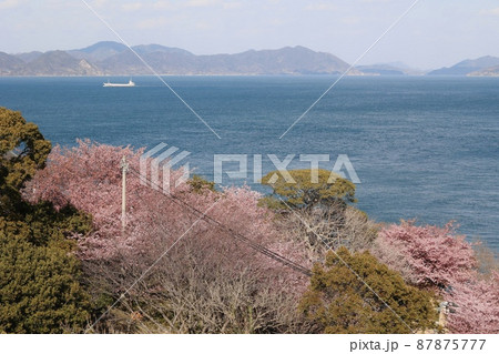 愛媛県今治市大角海浜公園の河津桜 87875777
