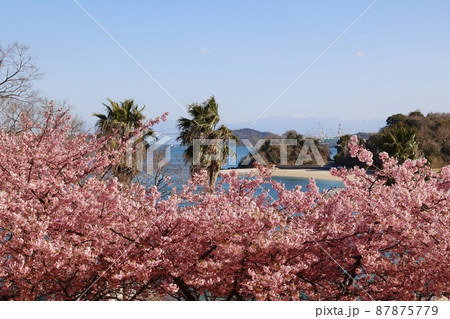 愛媛県今治市大角海浜公園の河津桜 愛媛県今治市大角海浜公園の河津桜 87875779
