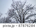 真冬の雪景色 87876284