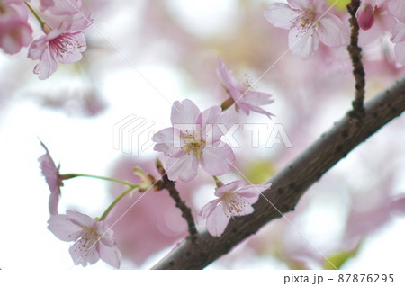 桜　サクラ 87876295