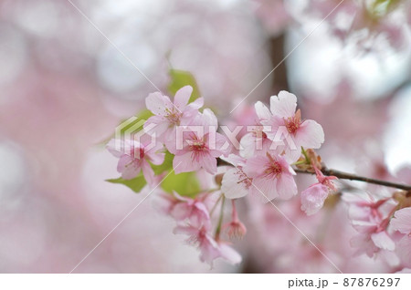 桜　サクラ 87876297