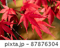 綺麗に色づいたもみじの葉 87876304