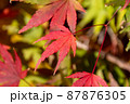 綺麗に色づいたもみじの葉 87876305