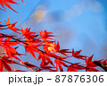 青空と綺麗なもみじの葉 87876306