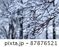 真冬の雪景色　冬の木 87876521