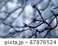 真冬の雪景色　冬の木 87876524