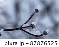真冬の雪景色　冬の木 87876525
