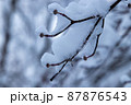 真冬の雪景色　冬の木 87876543
