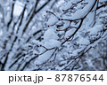 真冬の雪景色　冬の木 87876544