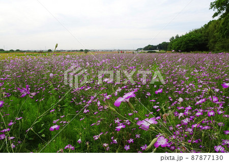 ポピー・ハッピースクエアの麦なでしこ／埼玉県鴻巣市 87877130