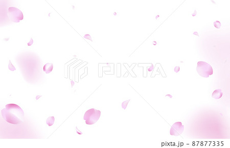 桜が舞う背景（白バック1） 87877335